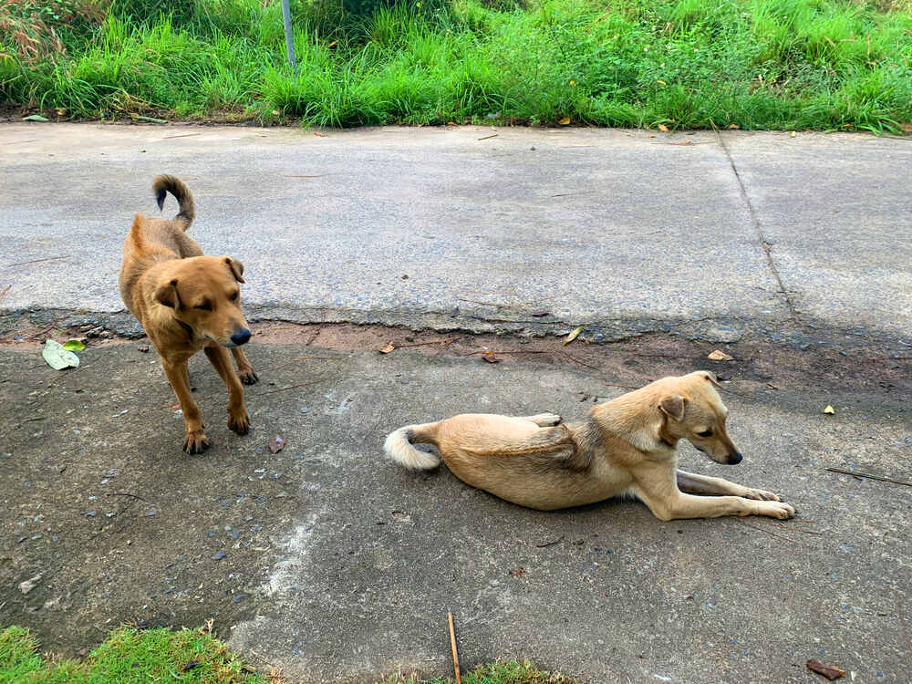 Lưng chó cá hoàn thiện phải có xoáy như chó Ridgeback Phú Quốc