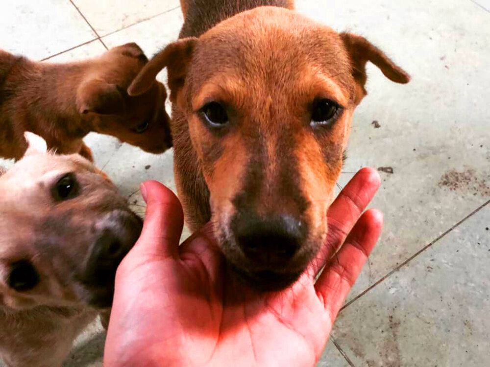 Funny bị thiếu xoáy lưng và mõm hô nên chỉ có 60% là chó cá