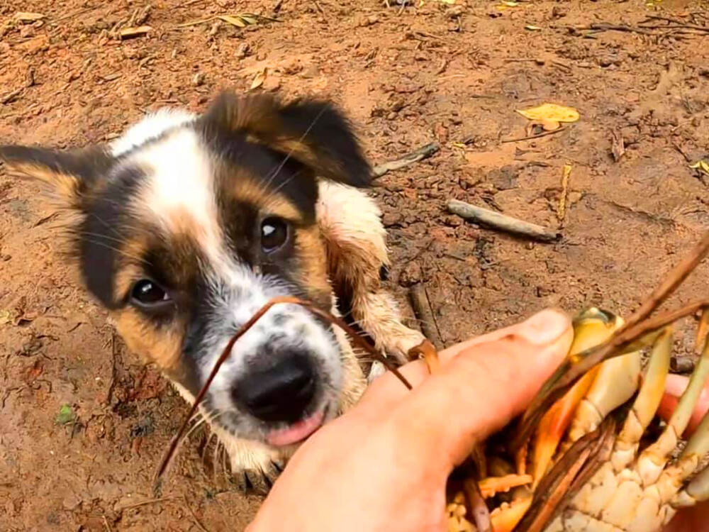 Honey có bố là Ridge Phú Quốc nhưng lai tạp chưa quá 20 năm nên chỉ có 10% là chó cá