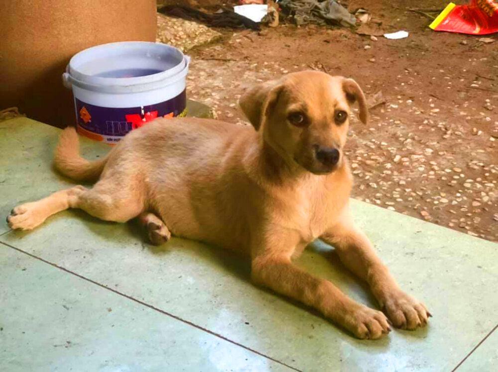 Freebie có tính cách của chó cá nhưng lỗ tai, mũi và lưng đều giống chó Dingo Đông Dương