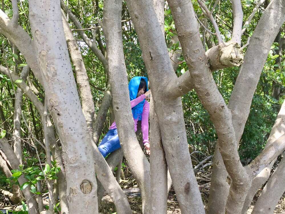 Những cây đước to 2013 mà Tiun đánh dấu đến 2022 không còn thấy cái gốc cây