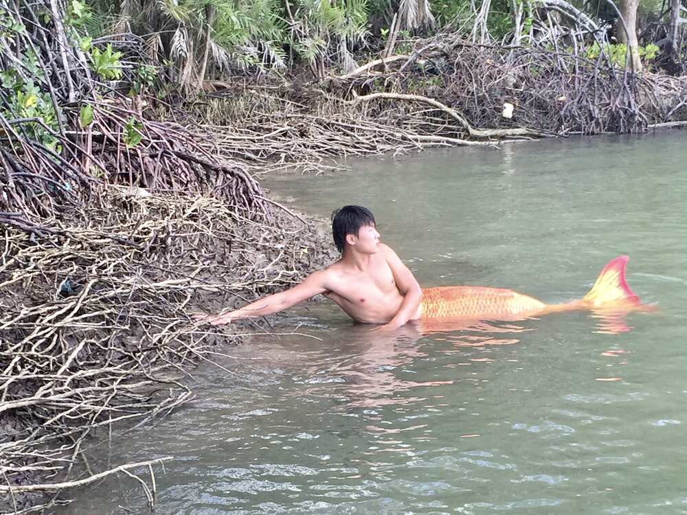 Chàng tiên cá Tiun kêu gọi bảo vệ rừng ngập mặn