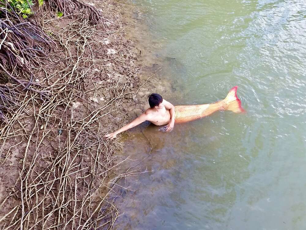 Chàng tiên cá Tiun kêu gọi trồng rừng đước