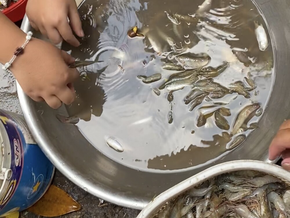 Phóng sanh sinh vật biển trong rừng đước