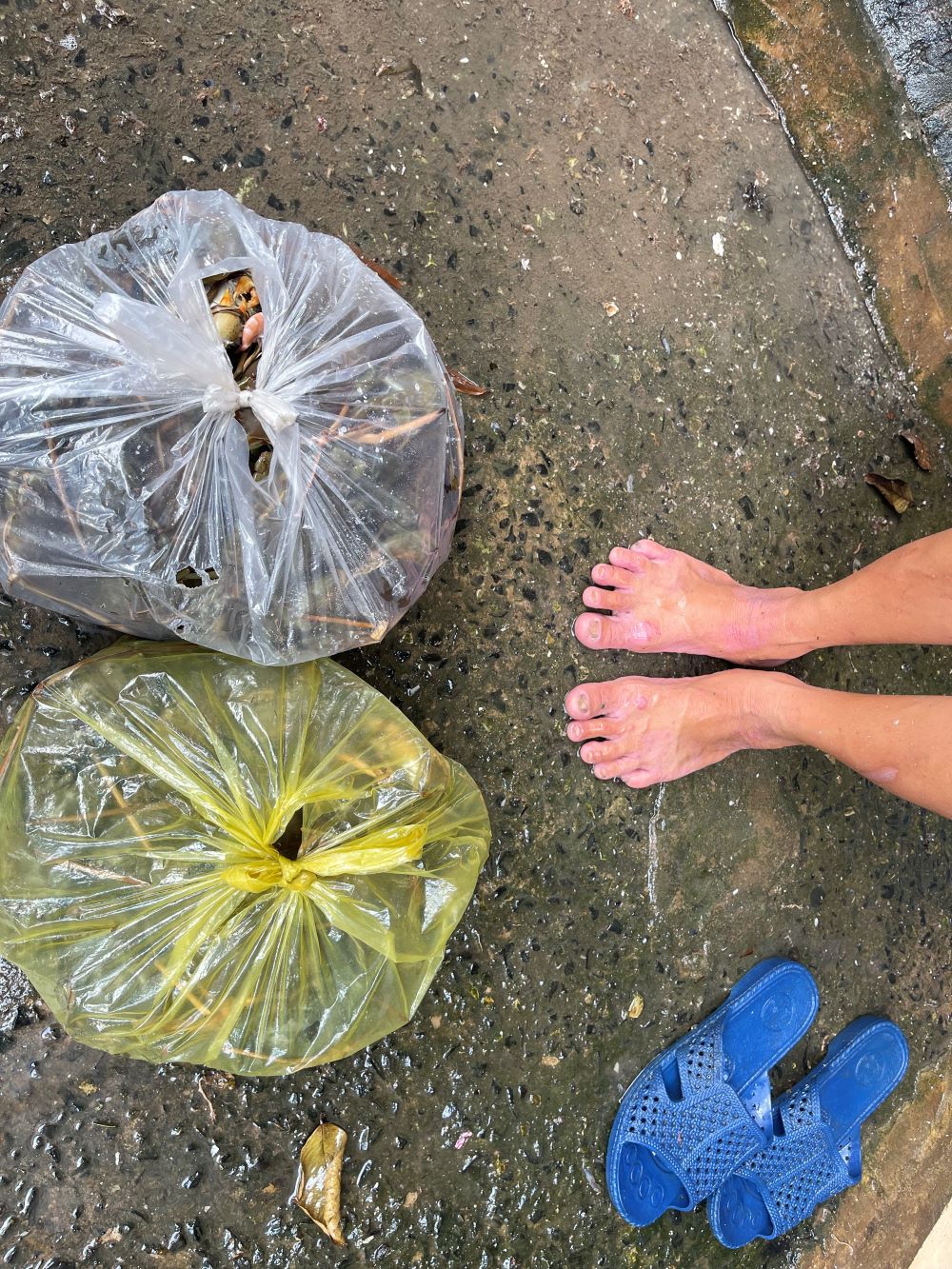 Các sinh vật biển phóng sanh không chắc sống nổi với mấy cái đùng tôm quanh đây