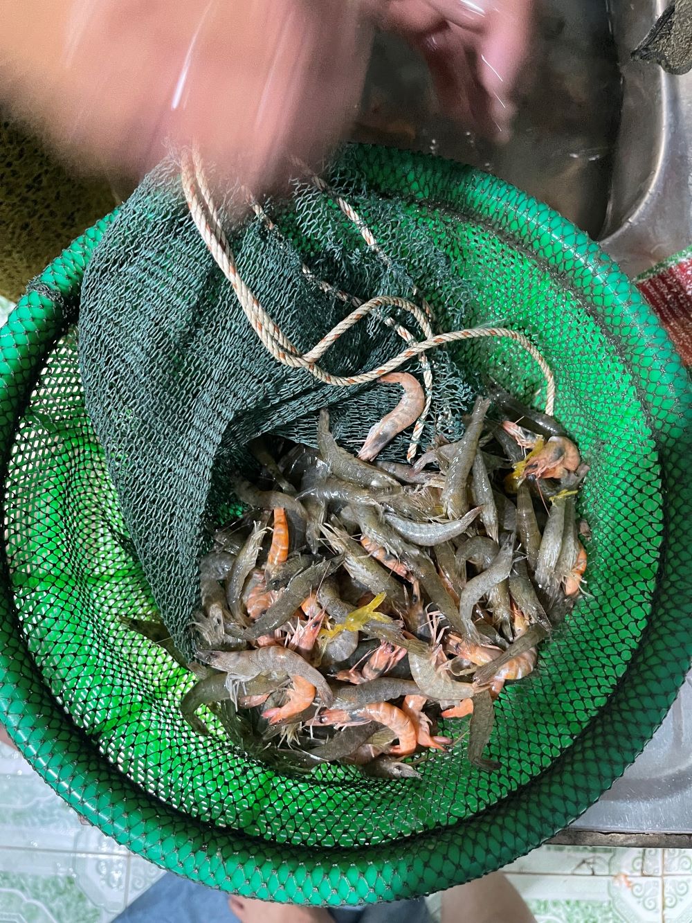 Cận cảnh tôm chì chết vì nước đùng tôm