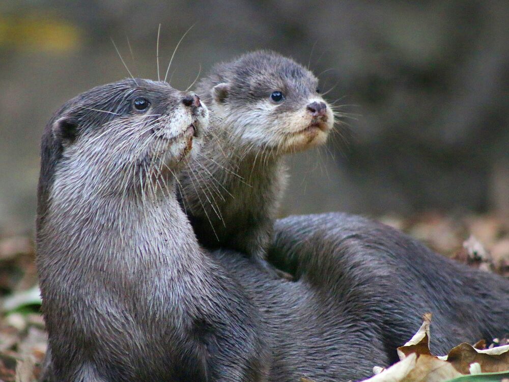 Chúc gia đình rái cá vuốt bé Tini sống khỏe mạnh trong rừng ngập mặn với chàng tiên cá Tiun