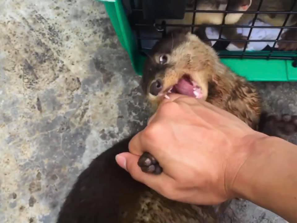 Tiun sẽ nhận chăm sóc rái cá, chữa bệnh, tiêm phòng và tìm nơi thích hợp tái thả