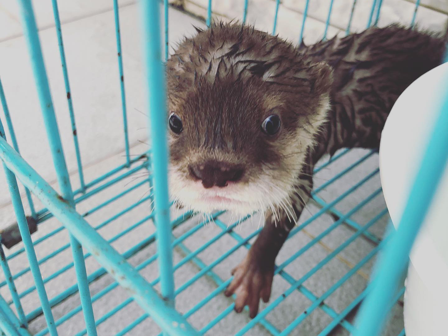 Tiun nhận giải cứu rái cá toàn quốc