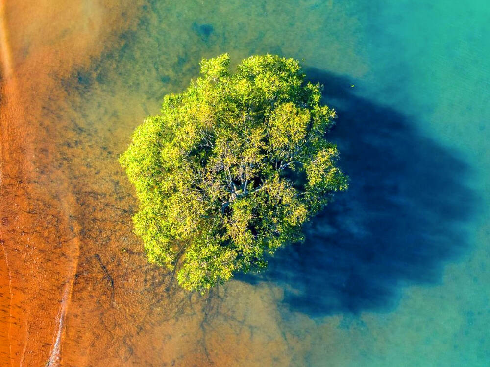 Khóa Học Bơi Nàng Tiên Cá Trong Rừng Đước