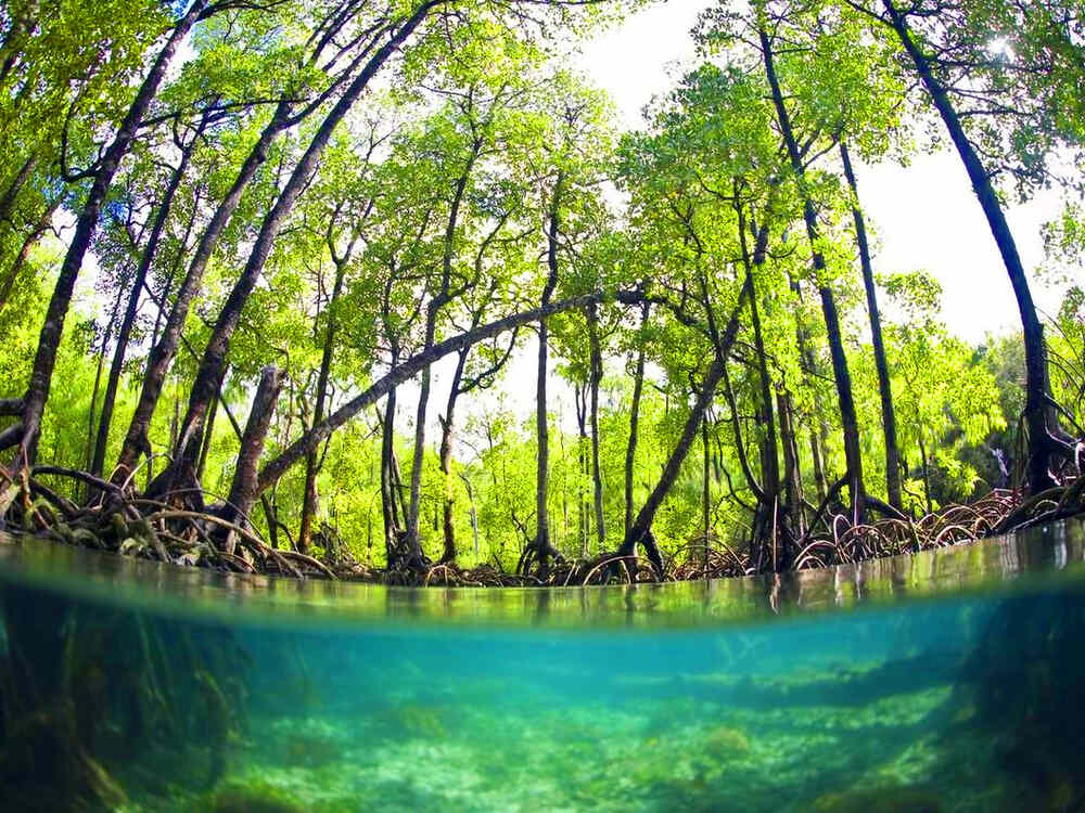 Khóa Học Bơi Nàng Tiên Cá Trong Rừng Đước