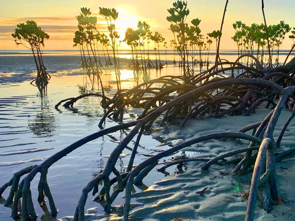 Khóa Học Bơi Nàng Tiên Cá Trong Rừng Đước