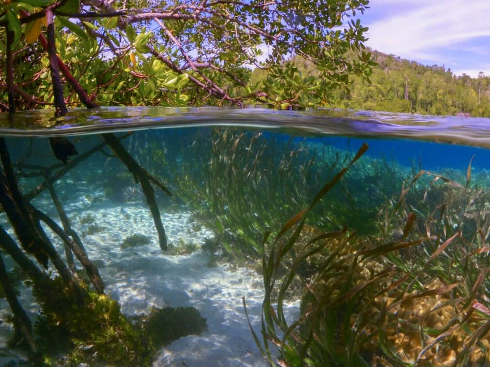 Khóa Học Bơi Nàng Tiên Cá Trong Rừng Đước