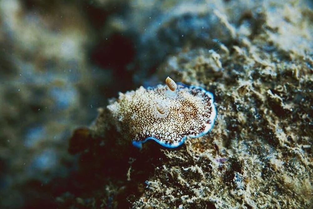 Học Lặn Biển Padi Với Chàng Tiên Cá Tiun