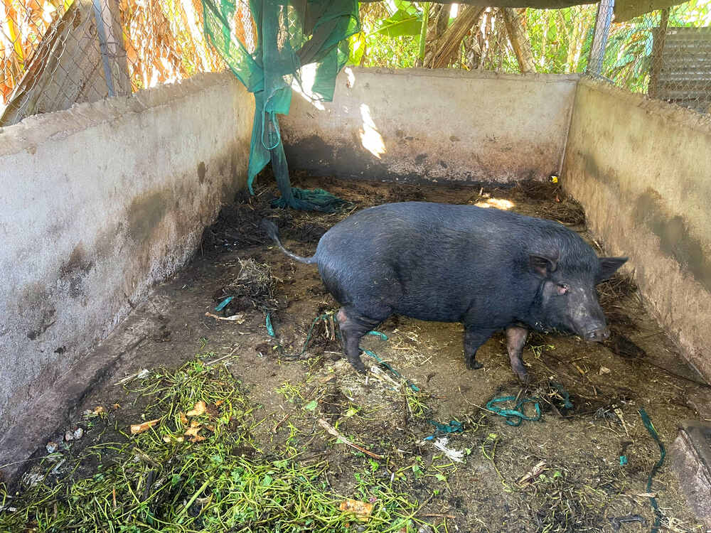 Hai heo rừng con đã thả thất bại chỉ còn heo mẹ trong chuồng