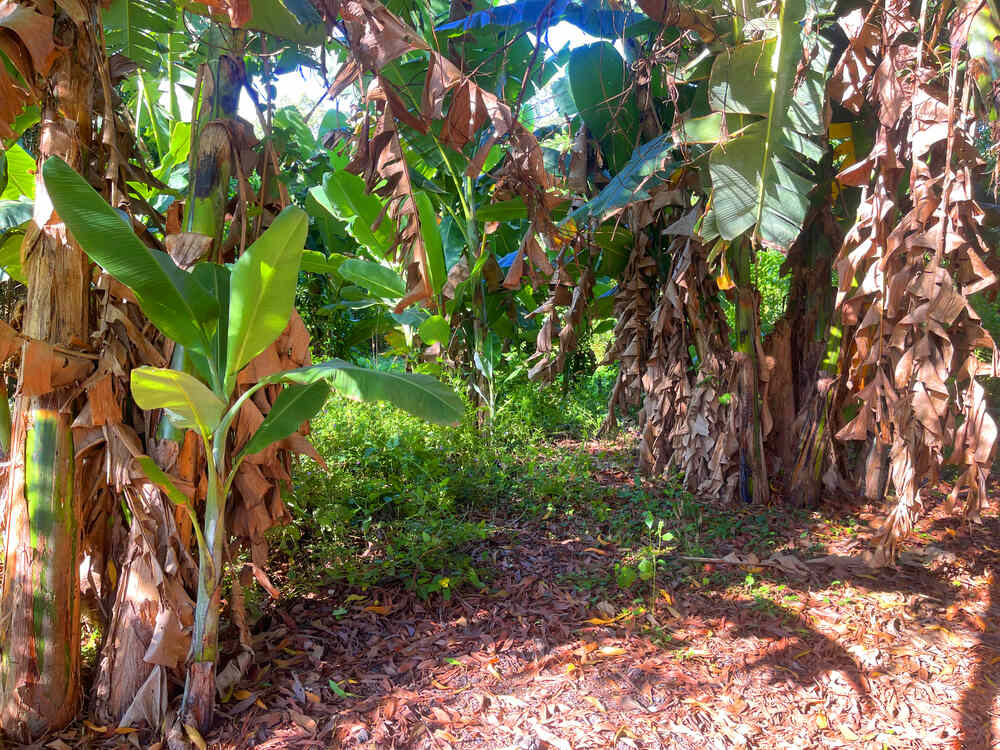 Bụi chuối sau nhà cô hàng xóm nơi hai cô heo rừng sinh sống