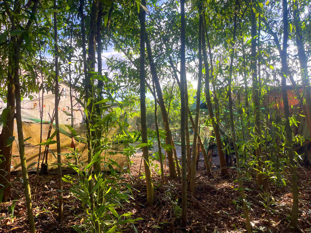 Cảnh heo rừng bị hại phía sau nhà cô hàng xóm và ông hàng xóm