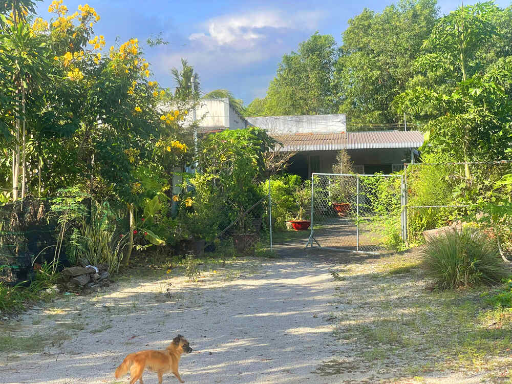 Công an tới nhà ông hàng xóm bắt heo rừng giải quyết cho Tiun