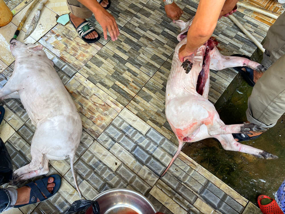 Cận cảnh giết 2 heo rừng khác tại một nhà hàng xóm của Tiun tính cứu nhưng không kịp