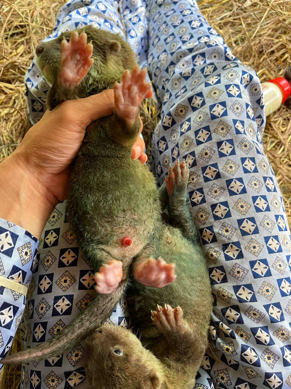 Dương Vật Của Rái Cá Bị Sưng