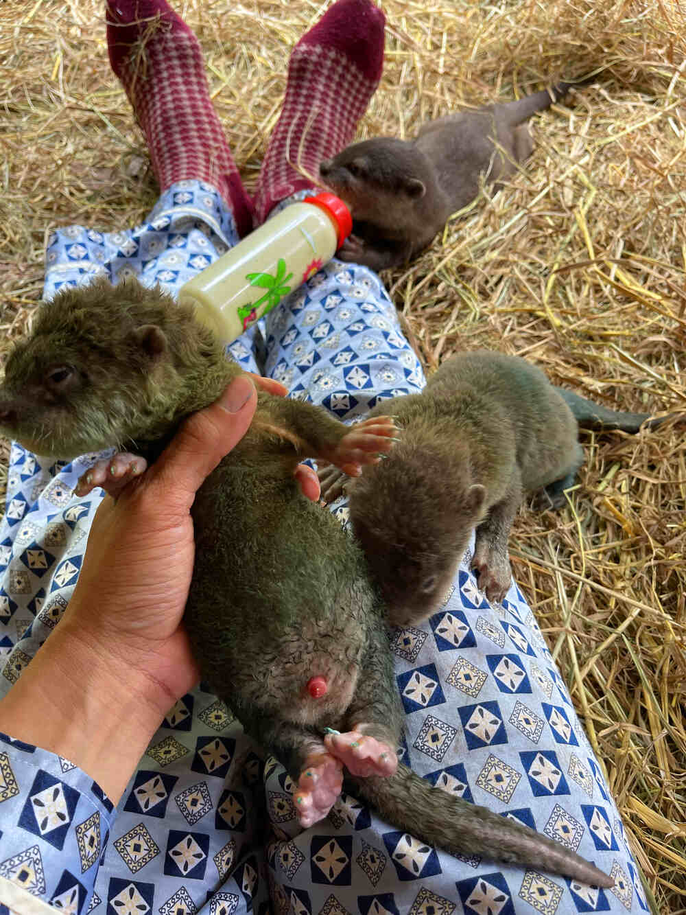 Dương Vật Của Rái Cá Bị Sưng