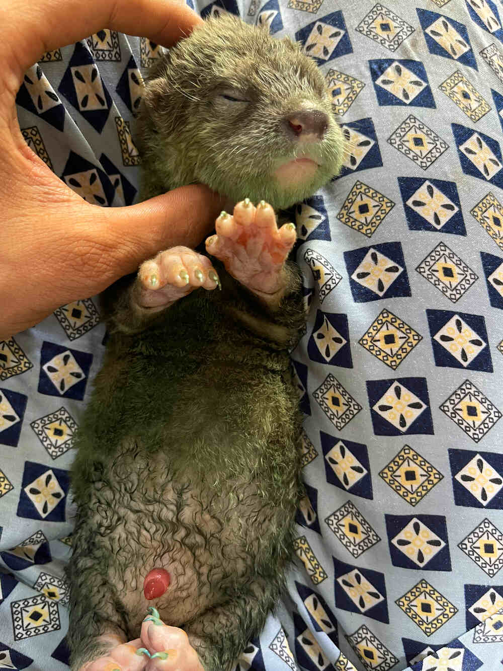 Dương Vật Của Rái Cá Bị Sưng