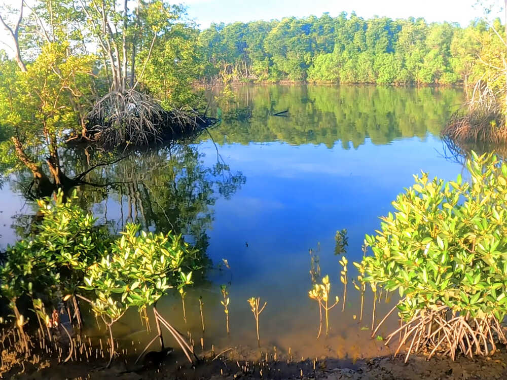 Cận cảnh đùng nuôi tôm làm cây đước chết sơ xác