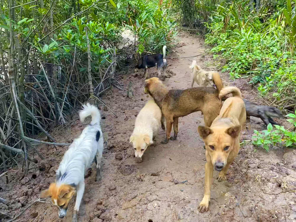 Làm Sao Chúng Ta Có Thể Cứu Rừng Ngập Mặn