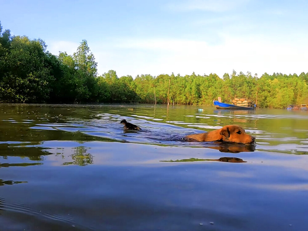 Chó cá Funny được Tiun huấn luyện để phóng sanh giải cứu rừng đước