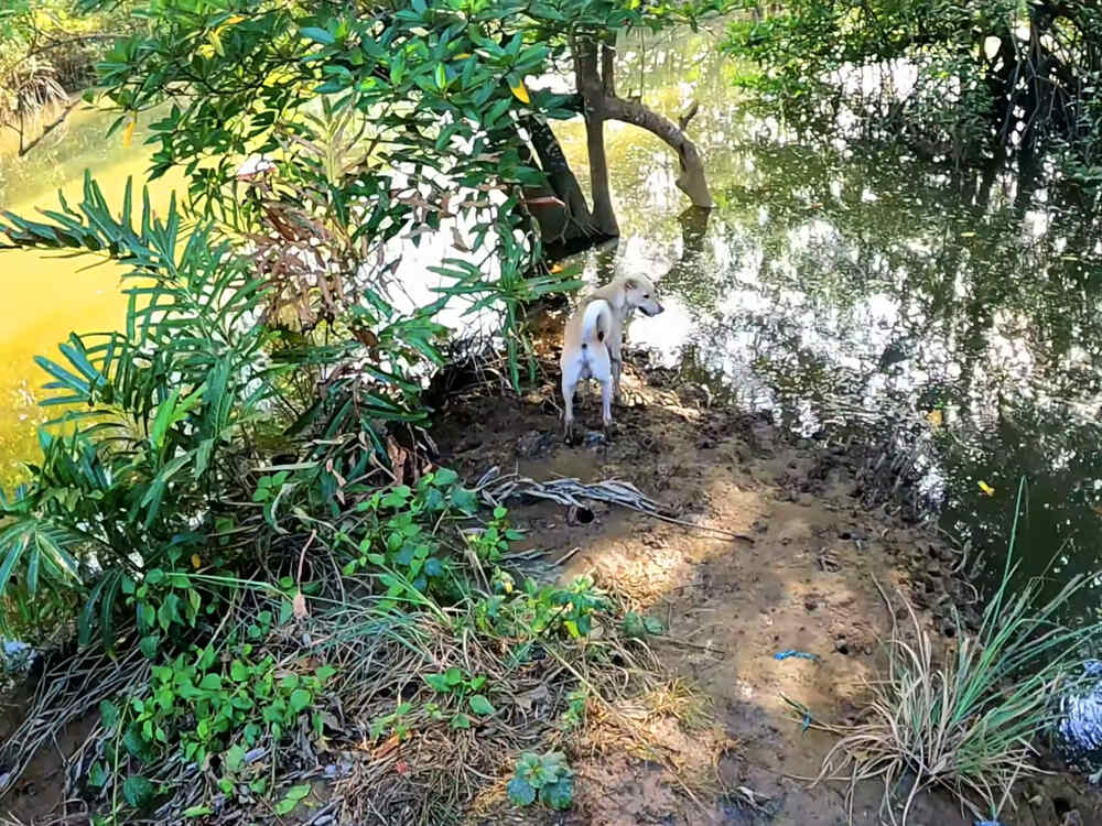 Chó cá Happy sẵn sàng hy sinh phục vụ Tiun để bảo vệ thú sổ đỏ trong rừng đước