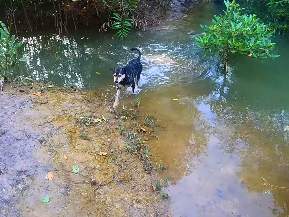 Biến chủng Covid không dừng tiến hóa kéo dài thời gian để Tiun cứu chúng sinh thoát biển khổ