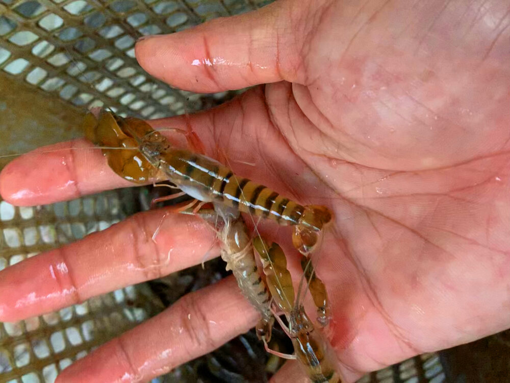 Tôm gõ mỏ, tôm súng, tôm cắt lá, tôm cạn rừng ngập mặn, tôm phốc