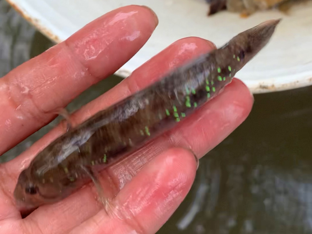 Trong rừng đước tôm phốc thường chia sẻ tổ của mình với các loài bống