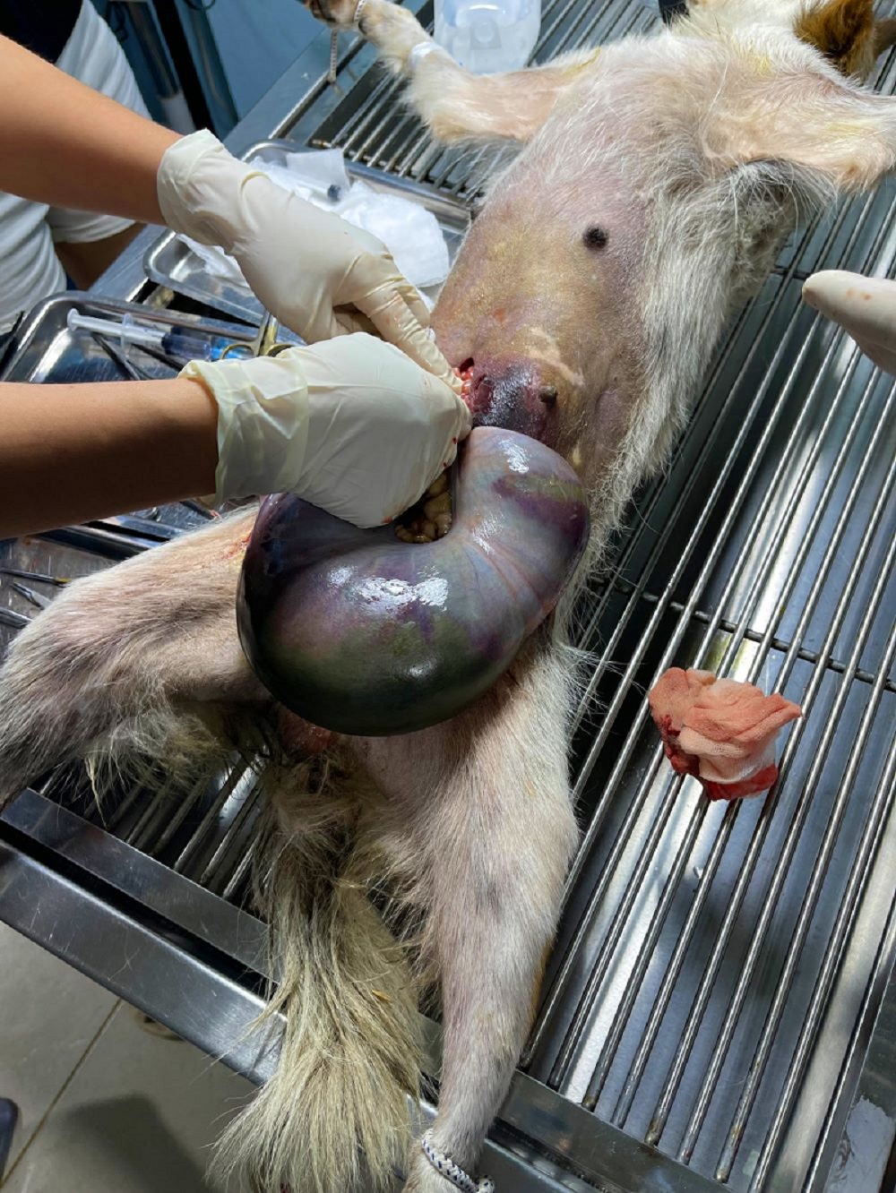 Chó Bị Sảy Thai Cấp Cứu Lúc 11H Đêm Tại Trạm Thú Y Maimai Vet