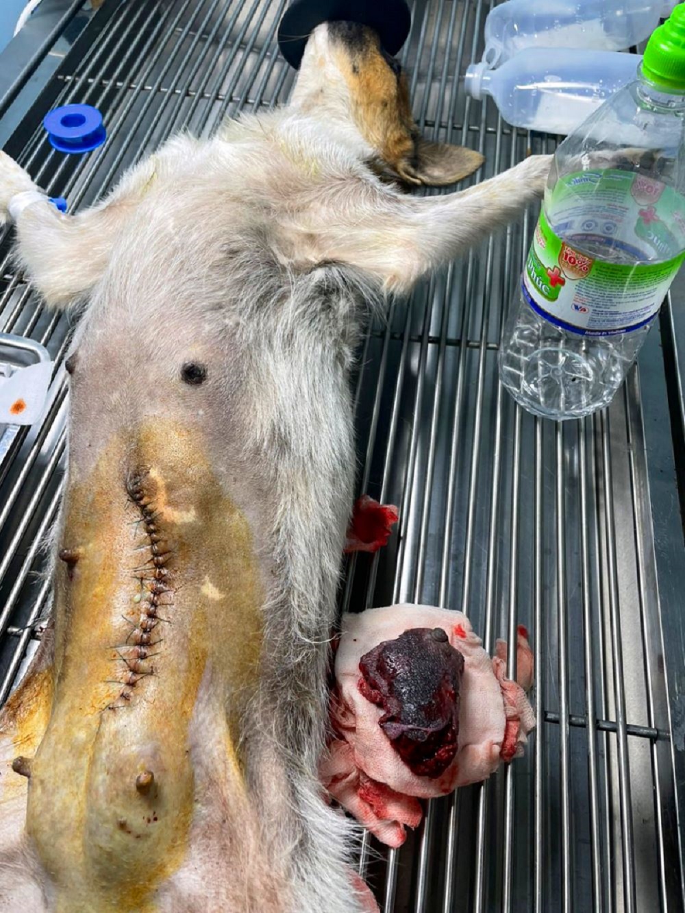 Chó Bị Sảy Thai Cấp Cứu Lúc 11H Đêm Tại Trạm Thú Y Maimai Vet