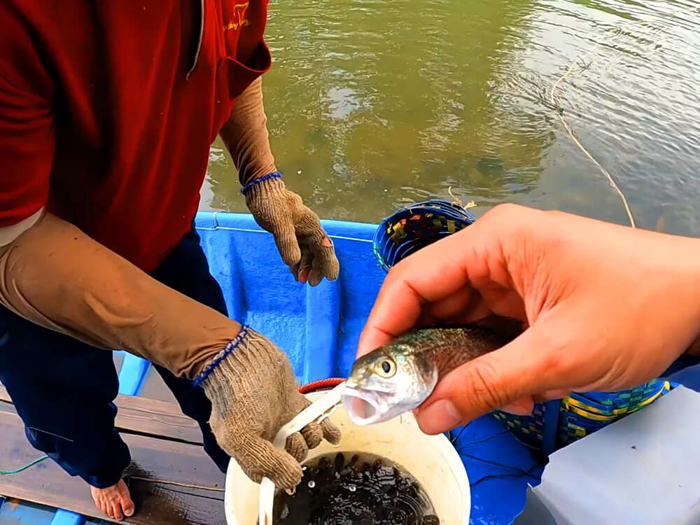 Phóng sanh hùn phước 10k thả toàn các sinh vật độc lạ