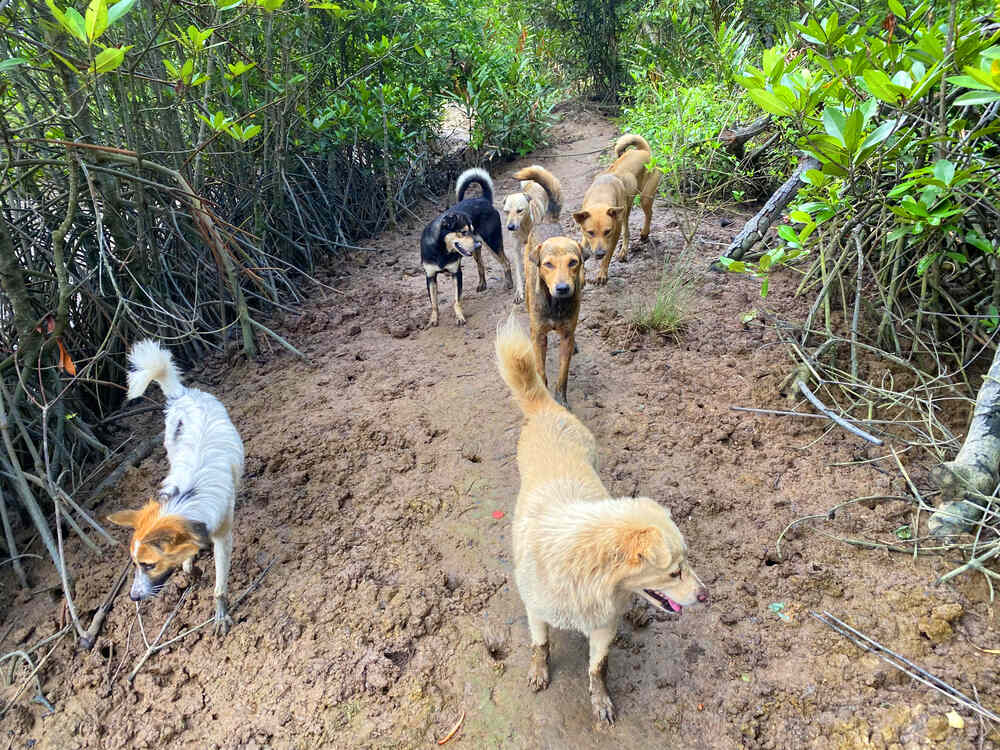 Chó cá theo phóng sanh