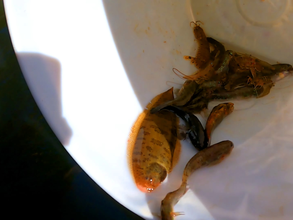 Phóng sanh cá biển 10k của Tiun có thể giải cứu đại dương