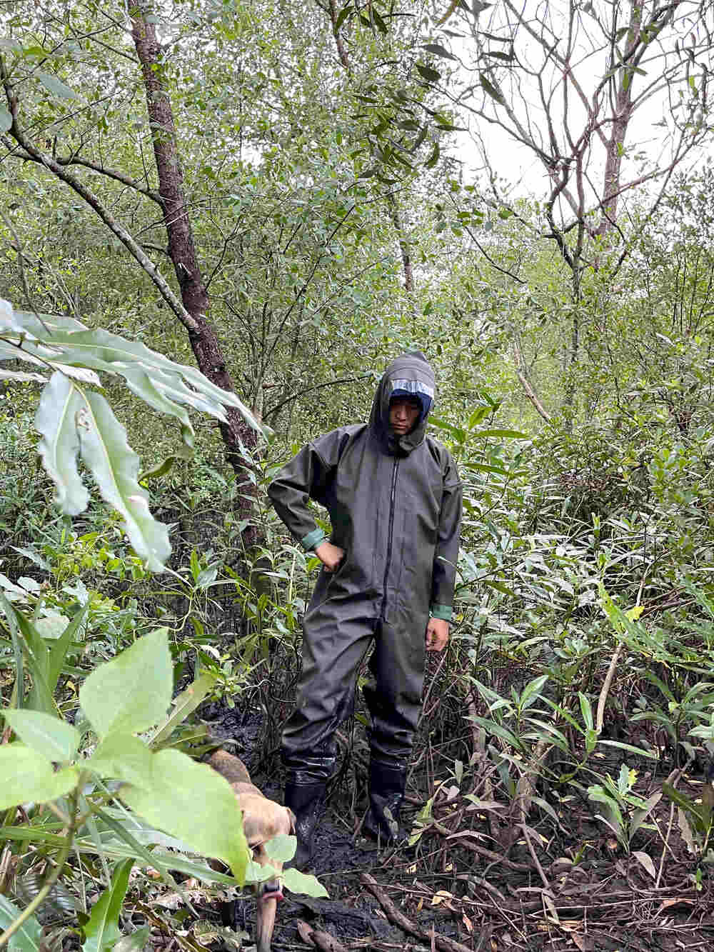Tiun đang mặc quần áo liền ủng chống nước toàn thân trong rừng đước