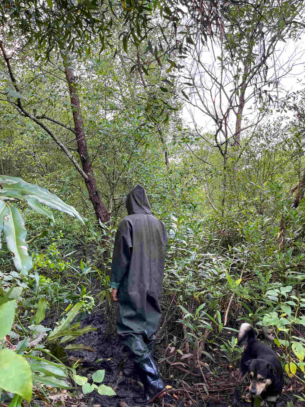 Mặt sau quần áo liền ủng giúp làm việc trong rừng đước dễ dàng của Tiun