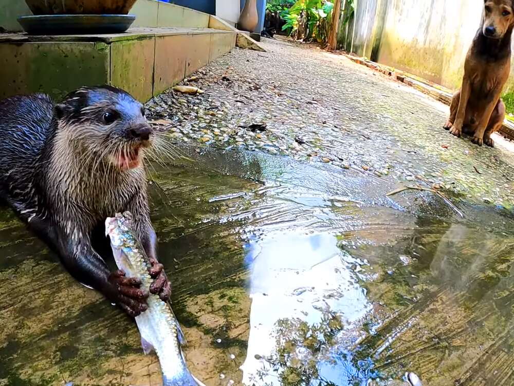 Rái Cá Titi Mất Tích