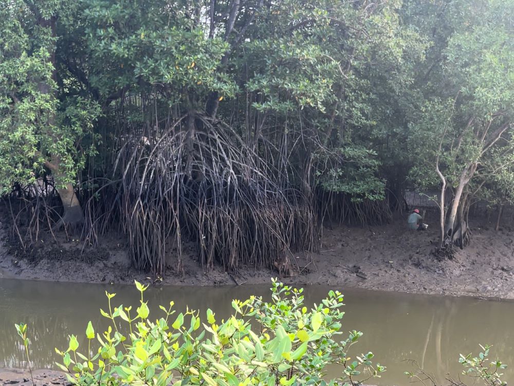 Trồng rừng đước tạo không khí sạch và chổ ở cho muôn loài