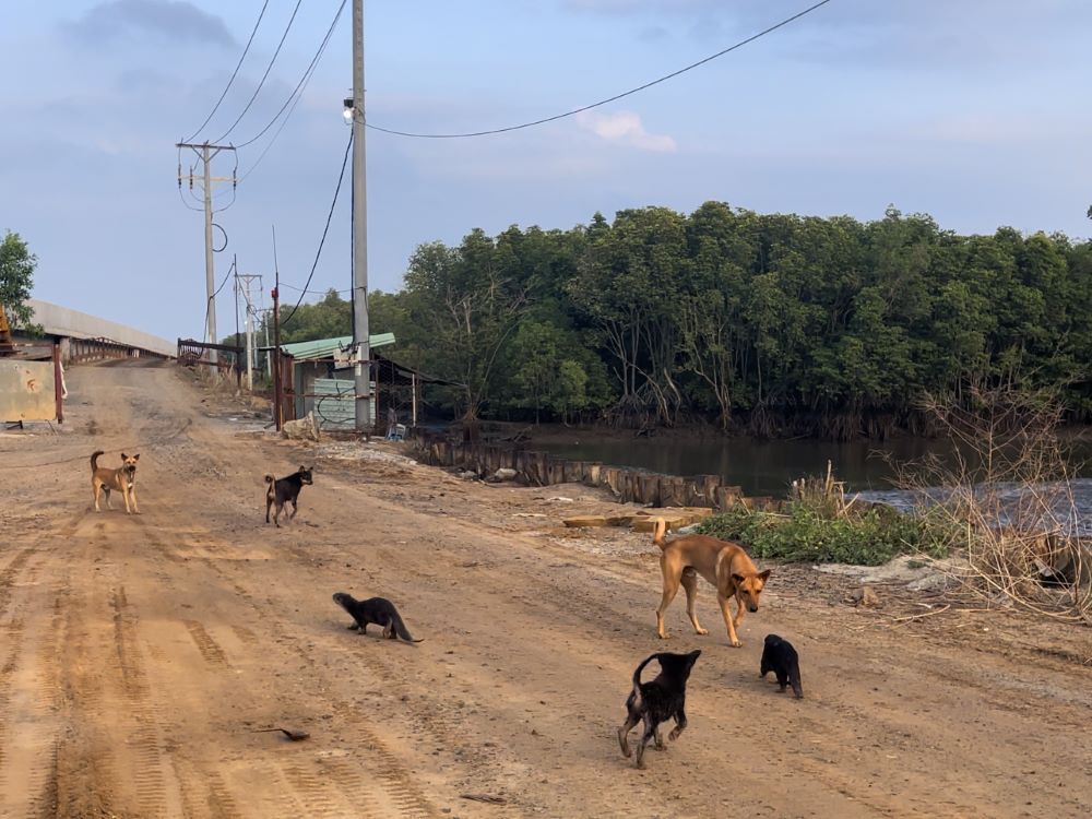 Làm đường cao tốc Long Thành ngăn cách lãnh thổ rái cá