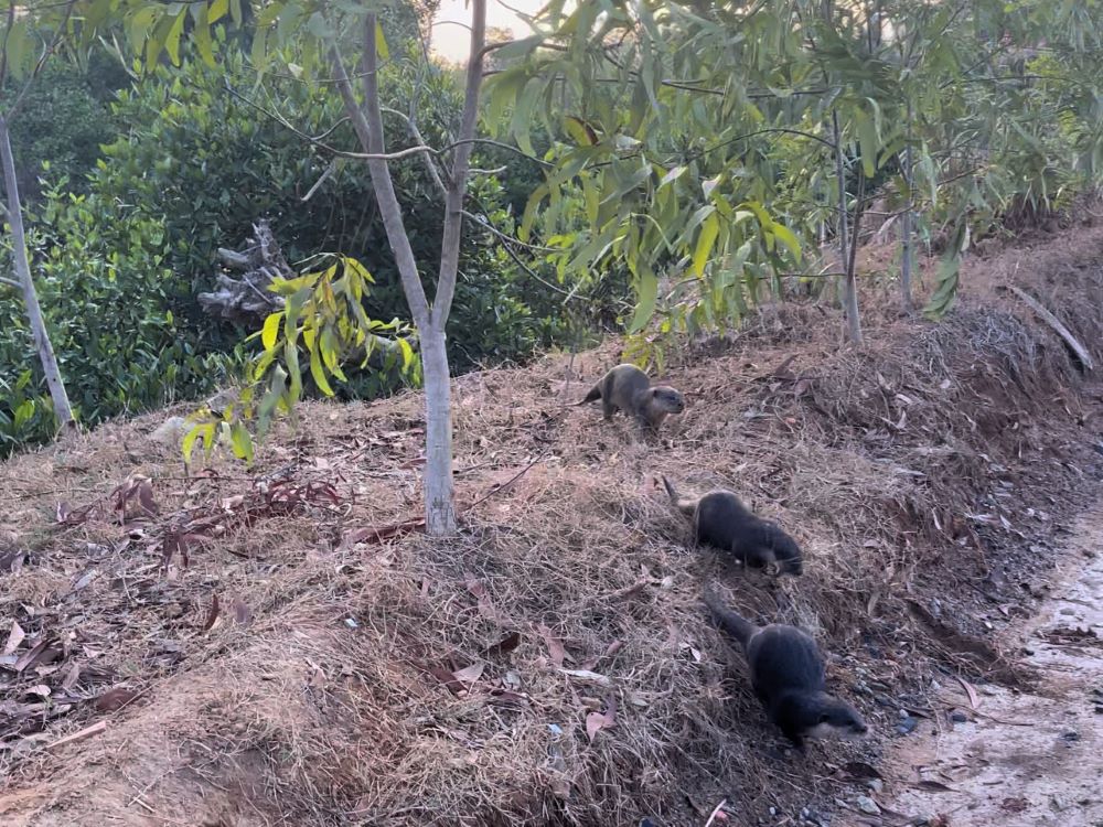 Mấy con rái cá hoảng loảng tìm đường trở về nhà