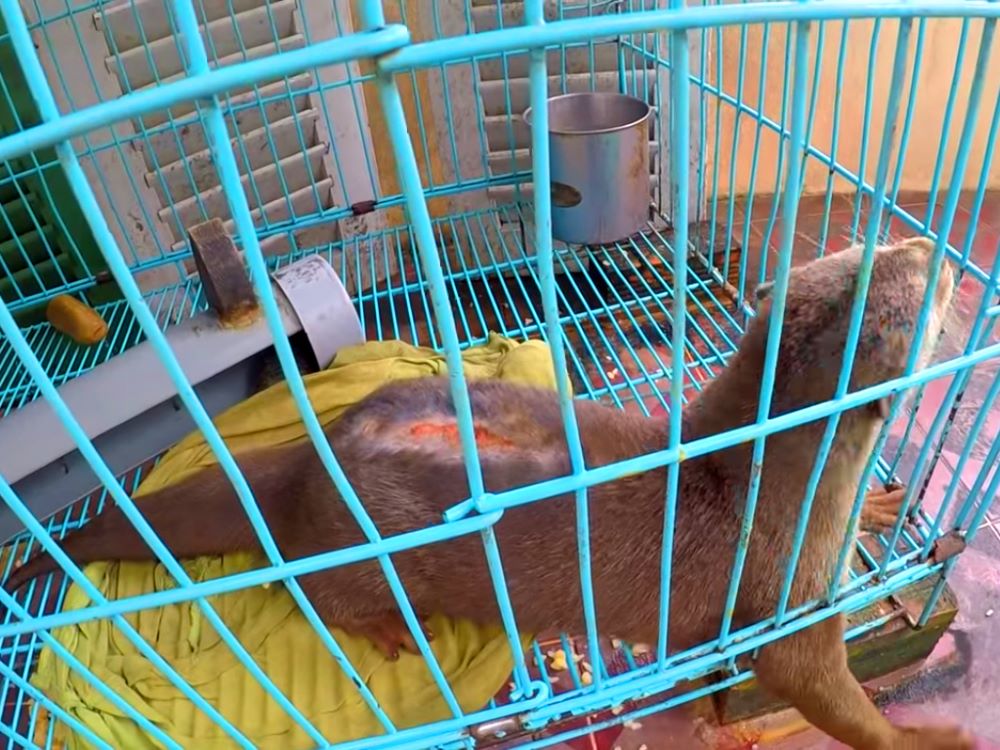 Rái cá Tina bị nuôi nhốt làm thú cưng nên bị ghẻ