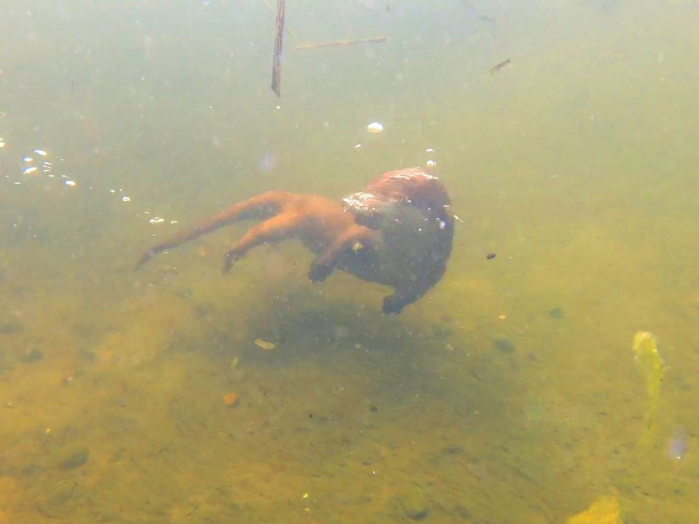 Giao rái cá Tizu cho Save Vietnam's Wildlife 2018