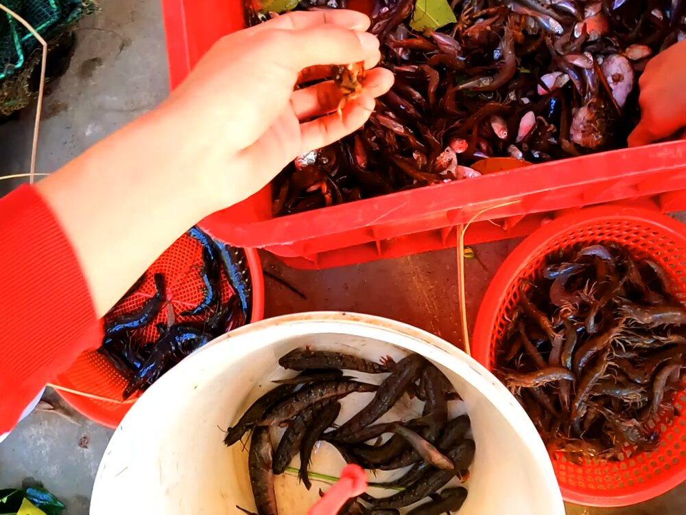 Tại Sao Rừng Ngập Mặn Quan Trọng Với Trái Đất