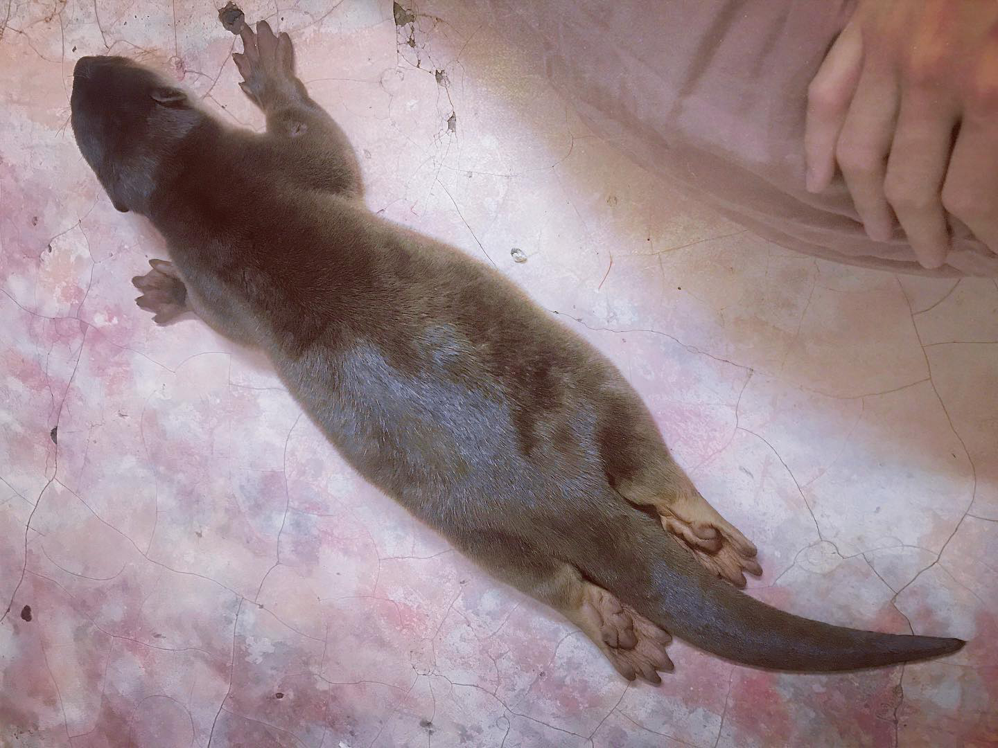 Tiun nhận cứu 1 con rái cá lông mượt bị bệnh tim ở miền Bắc gửi vào