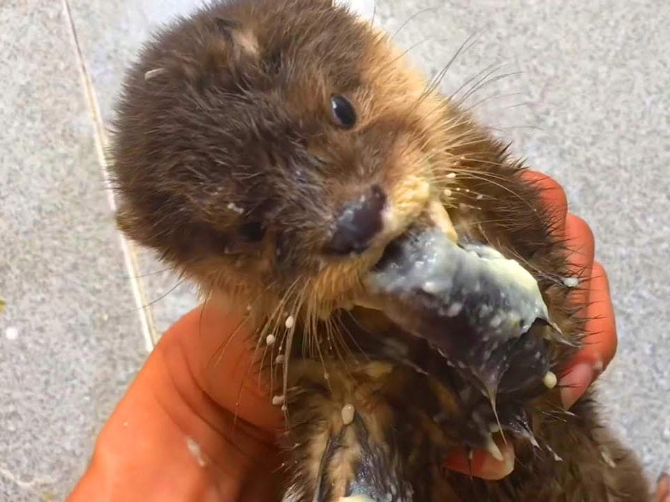 Tiun nhận giải cứu 1 con rái cá vuốt bé baby đi lạc vào nhà người dân