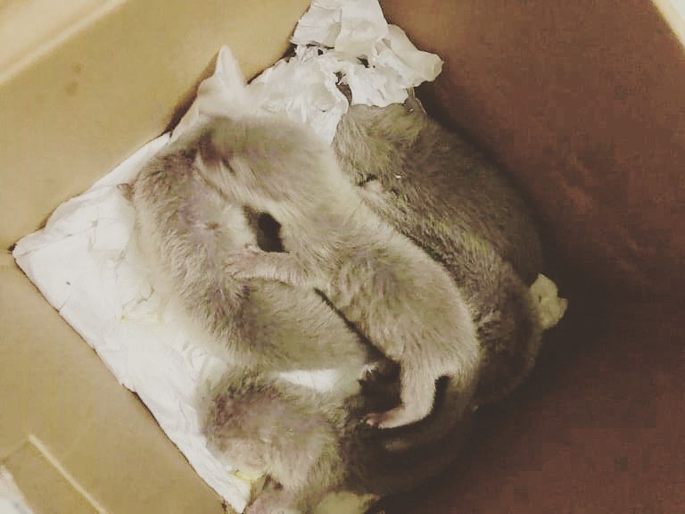 Tiun giải cứu tận ổ 4 chú rái cá vuốt bé sơ sinh ở quận Tân Bình